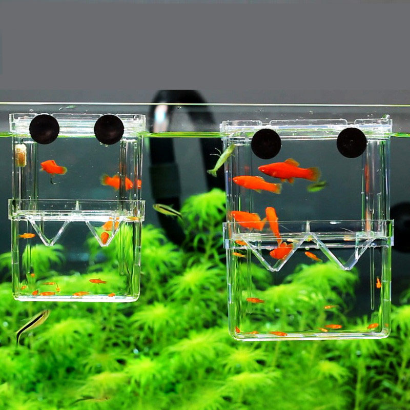 Aquarium Fish Betta - 공작어 번식 격리 상자 어항 수족관