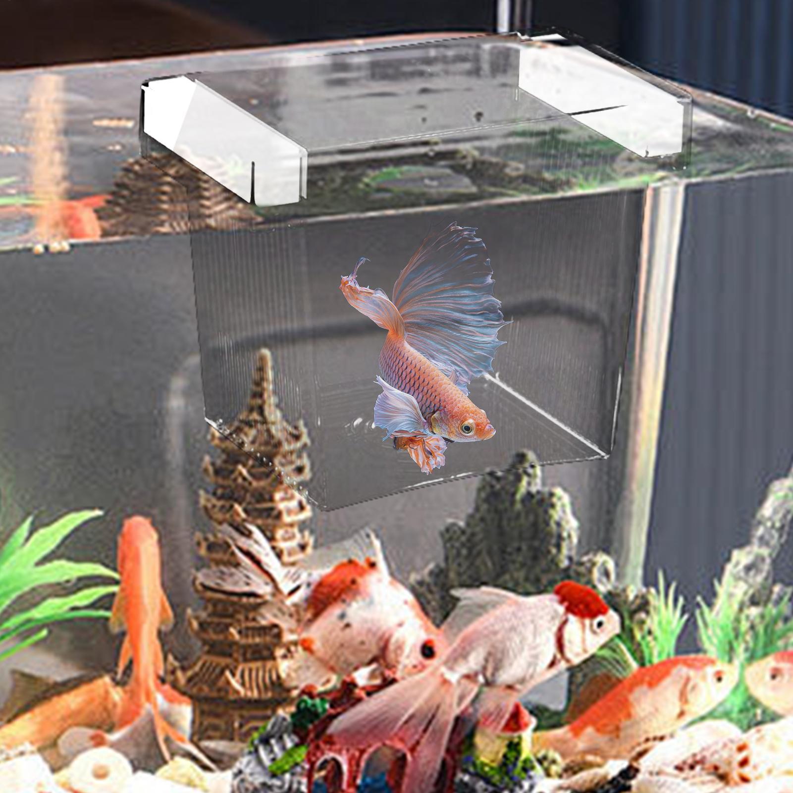 수족관용 부유식 어류 번식 격리 상자, 플라스틱 어항  - Aquarium Fish Betta 리뷰 및 가격